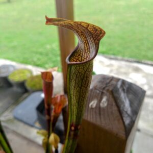 Sarracenia rubra ssp jonesii cesar's head