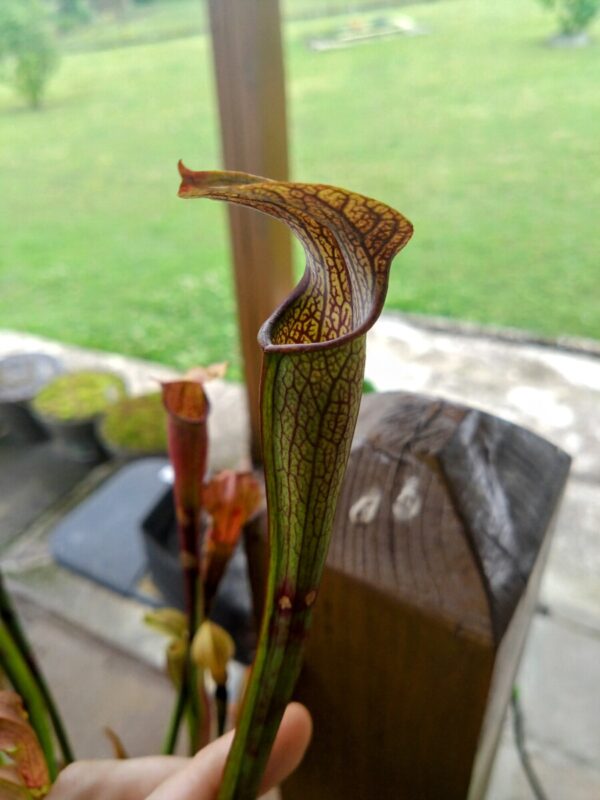 Sarracenia rubra ssp jonesii cesar's head