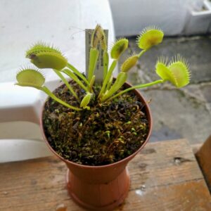 Dionaea bcp z08 giant blood trap