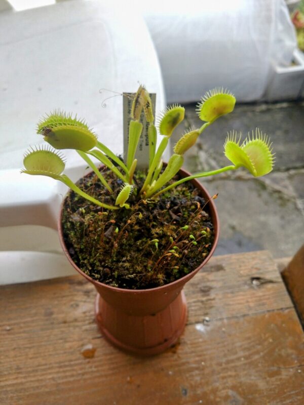 Dionaea bcp z08 giant blood trap
