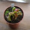Dionaea kimba – Image 2