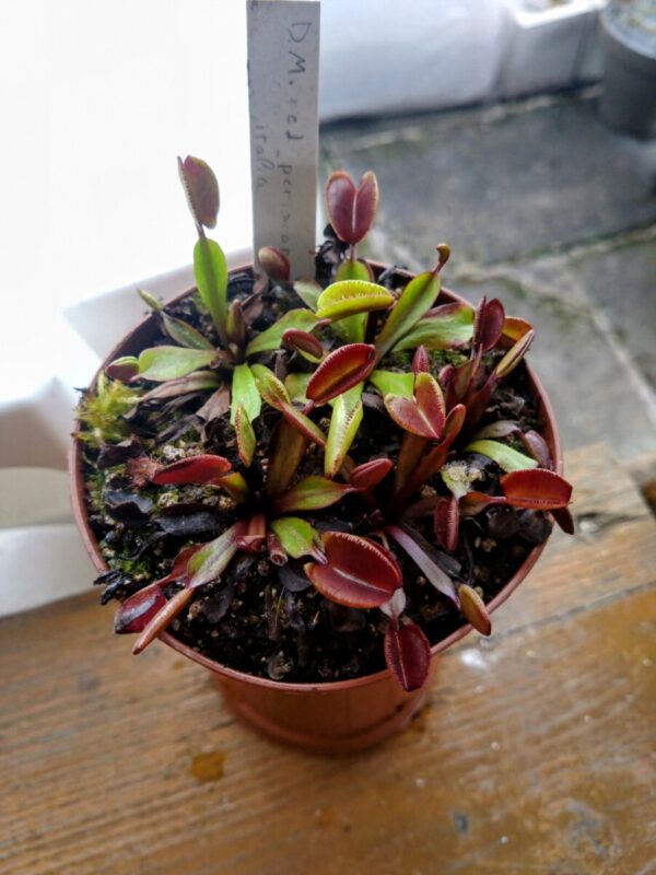 Dionaea red periscope