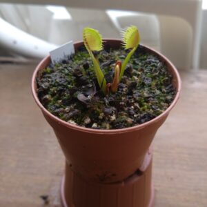 Dionaea kinchyaku