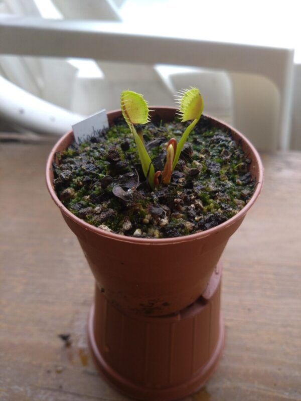 Dionaea kinchyaku