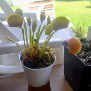 Dionaea carnivoria 021