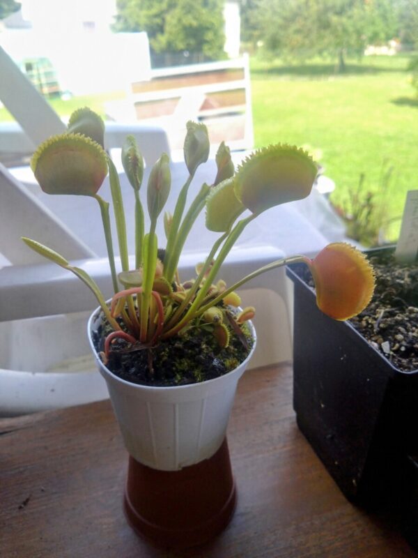 Dionaea carnivoria 021