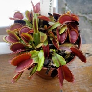 Dionaea japan dwarf