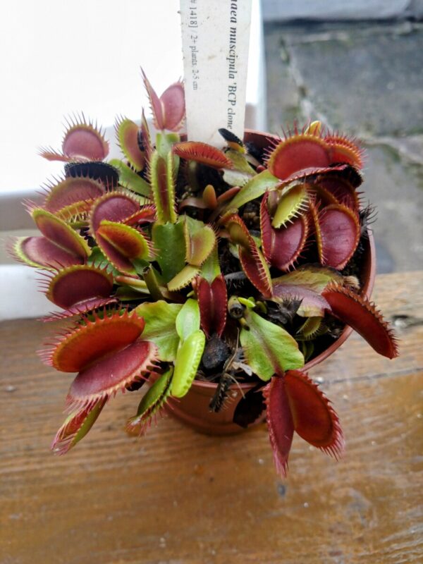 Dionaea japan dwarf