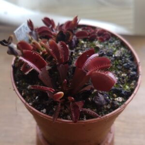 Dionaea little devil