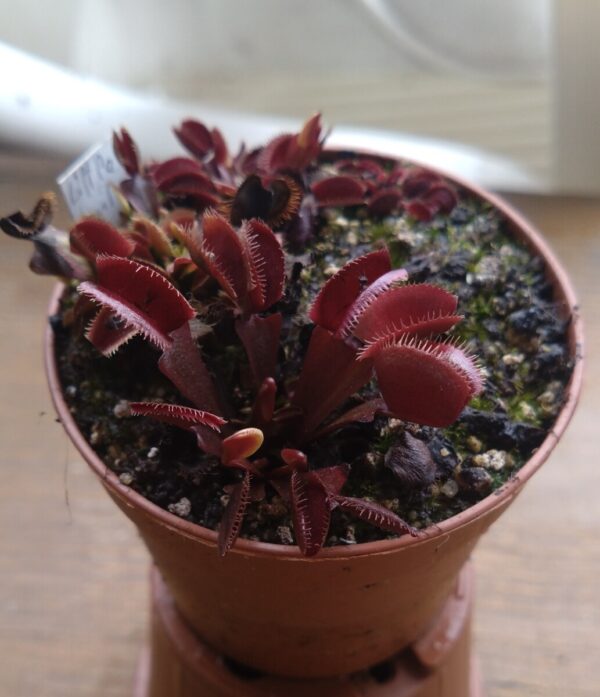 Dionaea little devil