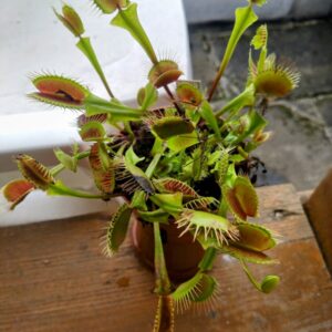 Dionaea bcp titanium