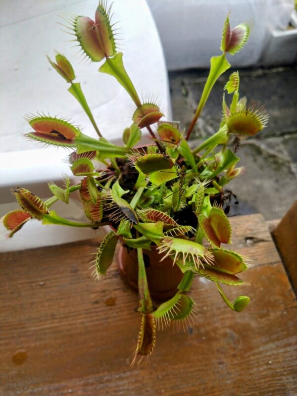 Dionaea bcp titanium