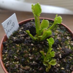 Dionaea CMP devil kiss