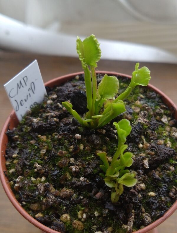Dionaea CMP devil kiss