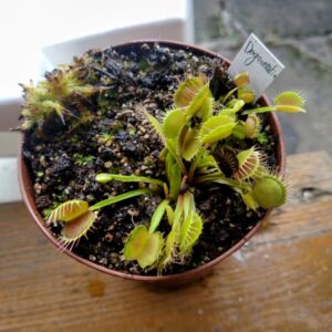Dionaea degeneration