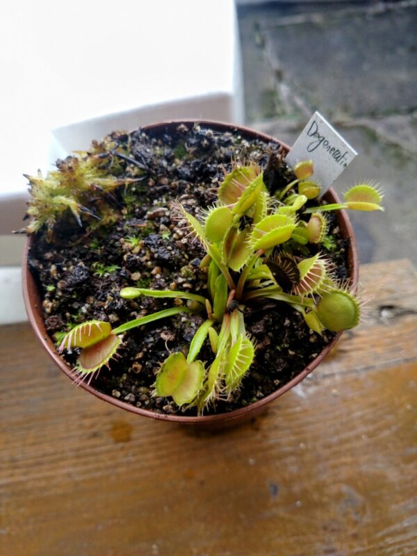 Dionaea degeneration
