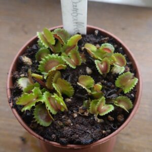 Dionaea damballa