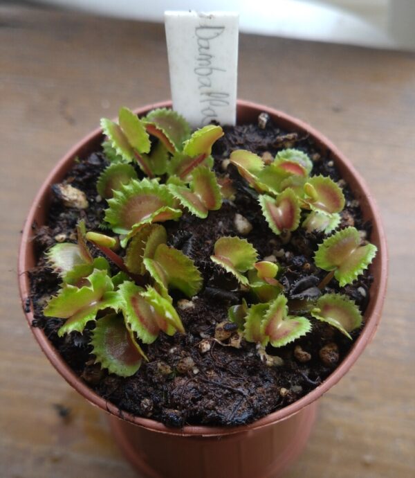Dionaea damballa