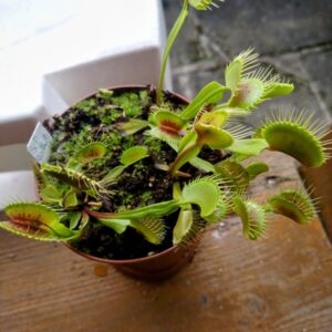 Dionaea bcp RedBull 001