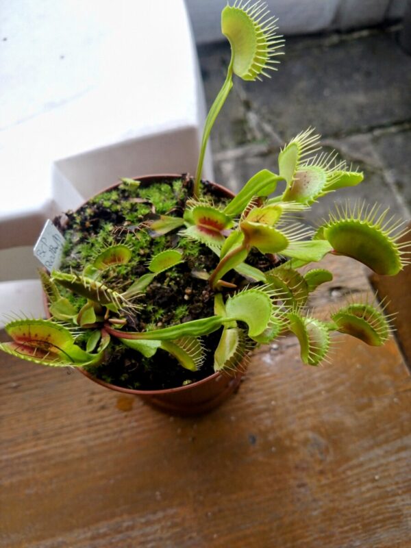 Dionaea bcp RedBull 001