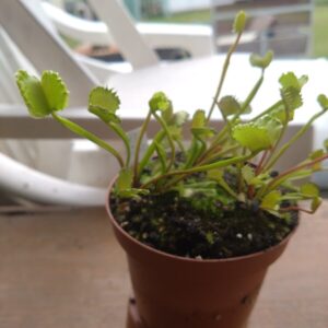 Dionaea bcp giant werewolf