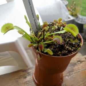 Dionaea scarlet fever