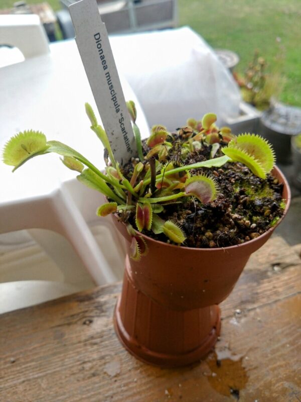 Dionaea scarlatine