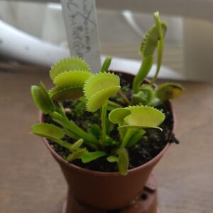 Dionaea gc killer queen