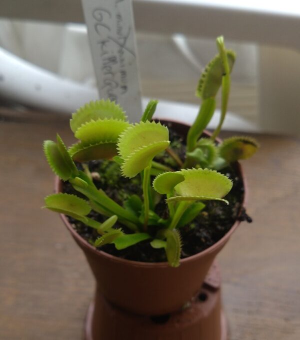 Dionaea gc killer queen