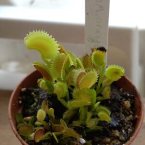 Dionaea orange fire