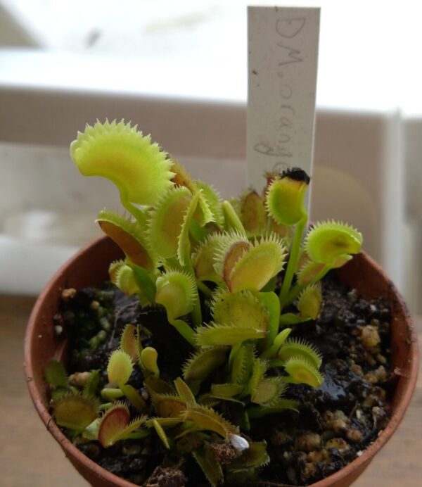 Dionaea orange fire