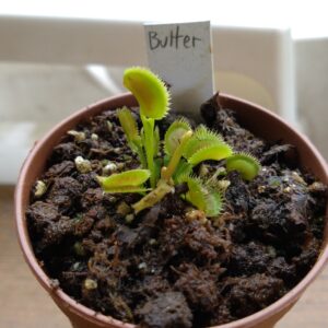 Dionaea butterfly