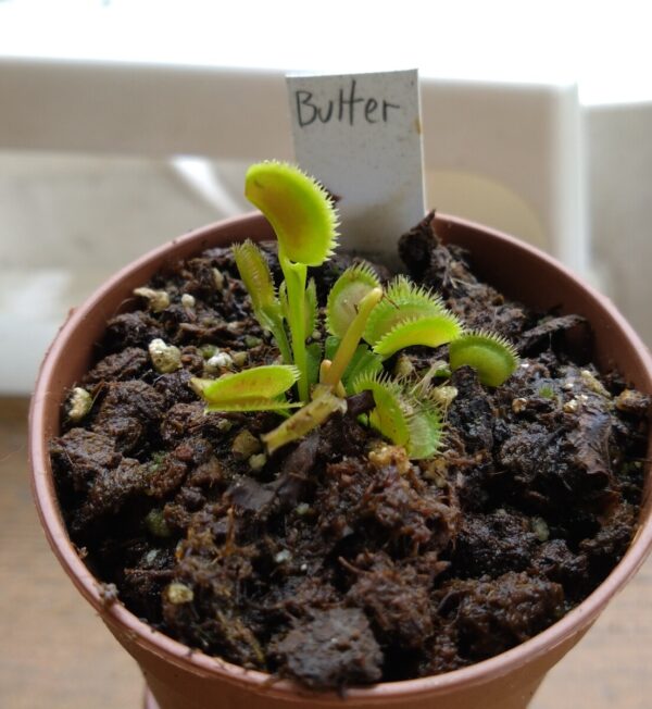 Dionaea butterfly