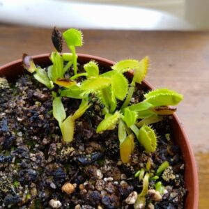 Dionaea biohazard 2
