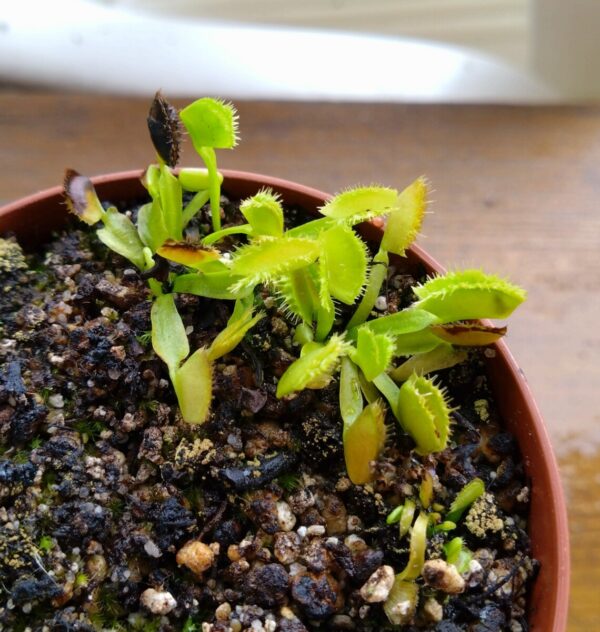 Dionaea biohazard 2
