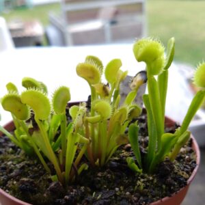 Dionaea Aurora borealis