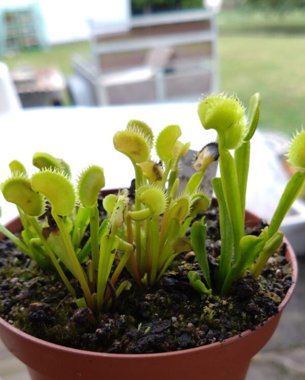 Dionaea Aurora borealis