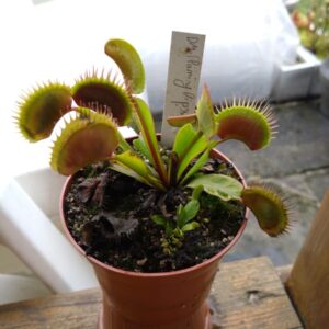 Dionaea flaming lips