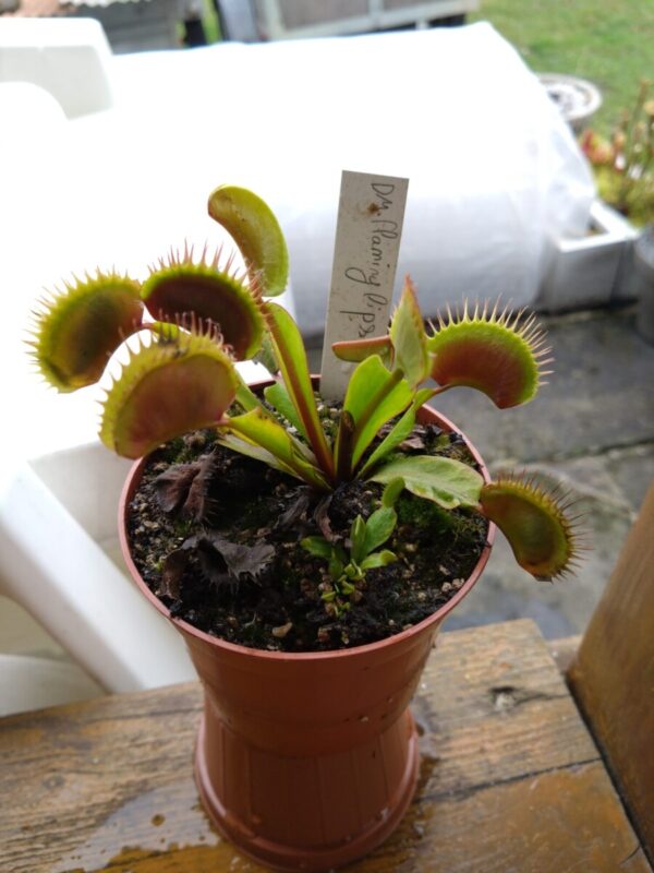 Dionaea flaming lips