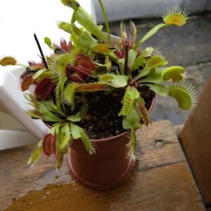 Dionaea phalanx