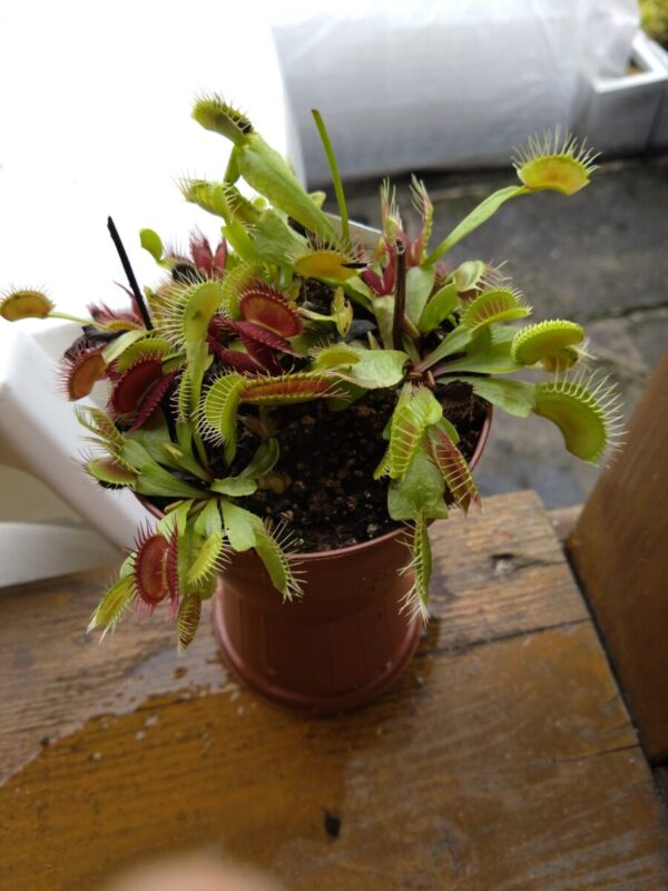 Dionaea phalanx