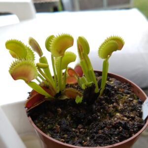 Dionaea Dracula
