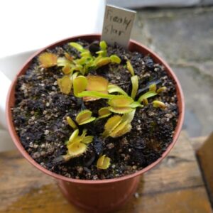 Dionaea freaky star