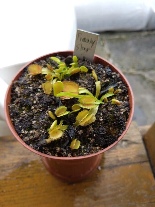 Dionaea freaky star