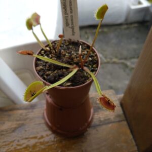 Dionaea cropped tooth