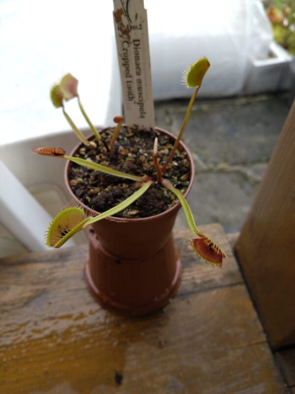 Dionaea cropped tooth