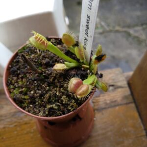 Dionaea sweet kiss
