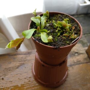 Dionaea fondue