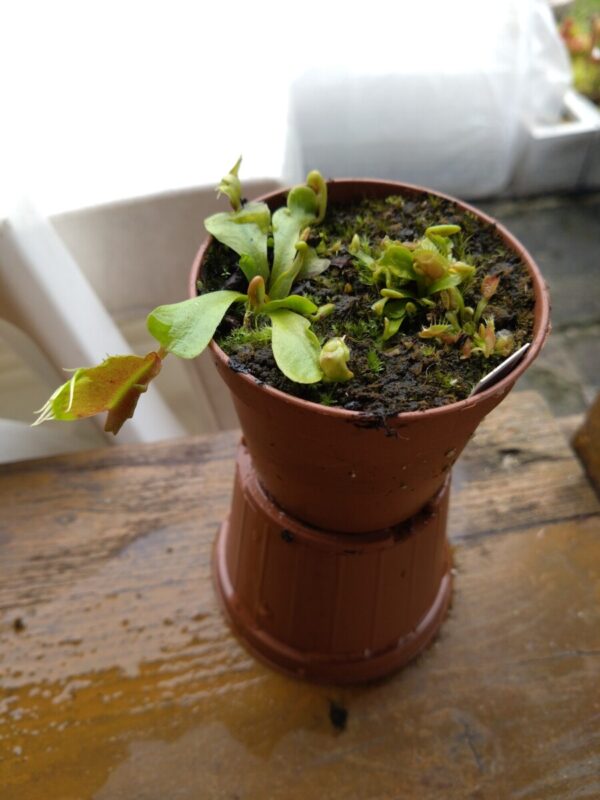 Dionaea fondue