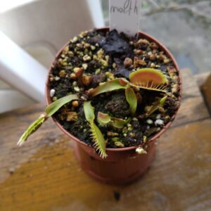 Dionaea giant big mouth